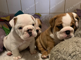 Bulldog puppies for sale