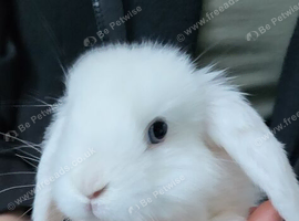 Beautiful Mini lop looking good a home