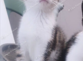 1 stunning male kitten available