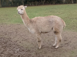 Female alpaca