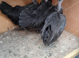 Necked neck bantam chickens
