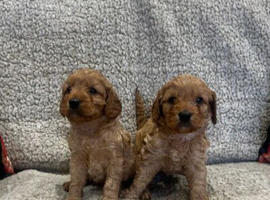 Beautiful Home-Reared Cockapoos.