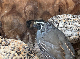 Pair of Californian Quail