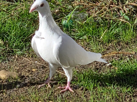 pigeons with a flower