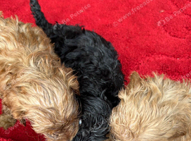 8 Beautiful Adorable Cockapoo Puppies