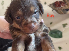 5 Beautiful Toy Jackapoo Puppies