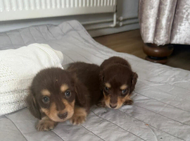 minature long haired dachshund puppies available