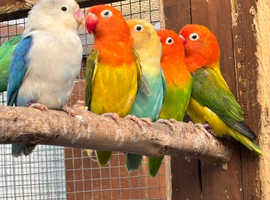 Opaline Fischer Lovebirds
