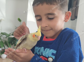 Baby cockatiel
