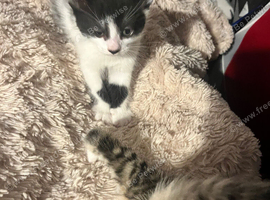Male kittens ready