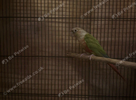 1 female
