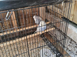 mixed birds for sale coventry
