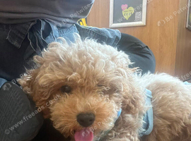 Sweet little boy cockapoo for sale