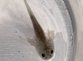 axolotl babies GFP gene