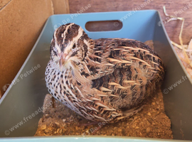 one wildtype female Japenese quail