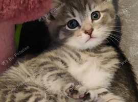 ABSOLUTELY BEAUTIFUL RUSSIAN BLUE KITTEN 9 WEEKS