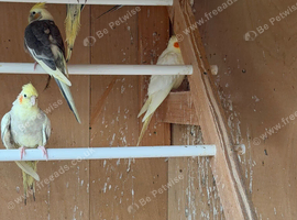Young, adult pairs of mutation cockatiels