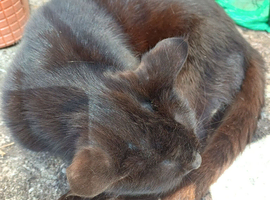 Black cat for sale