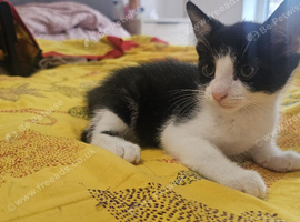 Lovely male kitten