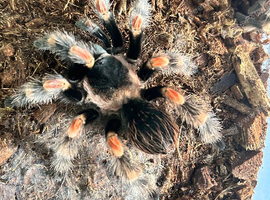 Brachypelma Hamorii AF