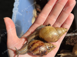 2 Lissachatina fulica (COLLECTION ONLY)