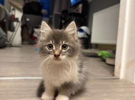8 week old Kitten - Stunning