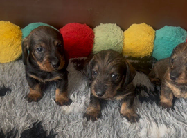 Wire-haired Dacshund puppies