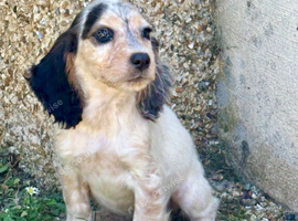 Cocker spaniel puppies