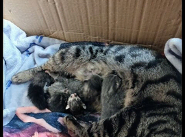4 beautiful kittens