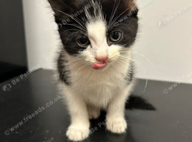 Kittens needing a home!!! Ready to leave