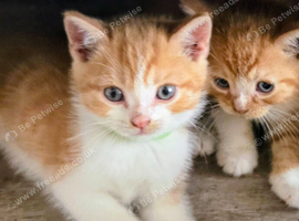 Beautiful persian x kittens