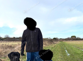 Two and a half year old cane corso