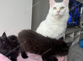 Maine coon