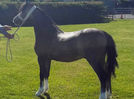 Yearling Show A colt