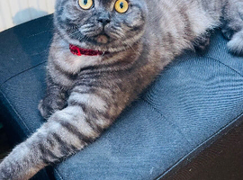 Beautiful rare Scottish fold girl
