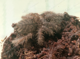 Hati hati spider for sale