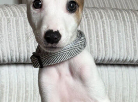 Puppy for sale in Workington ASAP