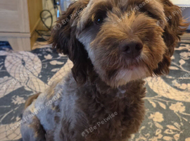 Jackapoo cross springer 11month