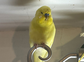 Budgies