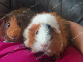 4 guinea pigs
