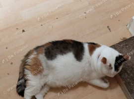 Cute cat, pretty precious