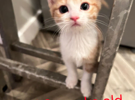 Beautiful kittens for sale