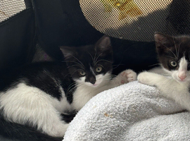 Kittens for sale