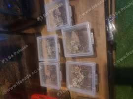 X5 Davus pentaloris tarantula Unsexed