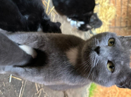 RagDoll X Kittens