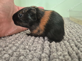 Baby guinea pigs