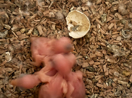 baby mutation ringneck&rsquo;s