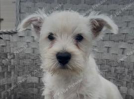 West Highland Terrier Pups ready for new home now