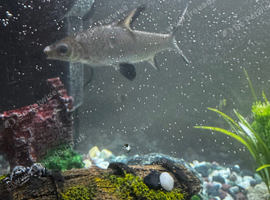 2 Bala sharks for sale