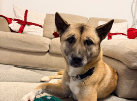 7 year old akita